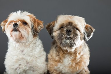 gri zemin üzerine iki shih tzu köpek.