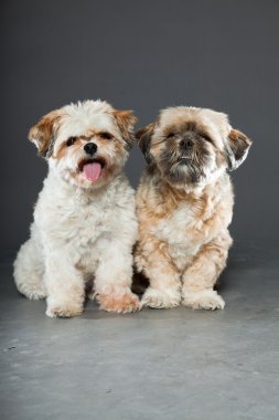 gri zemin üzerine iki shih tzu köpek.