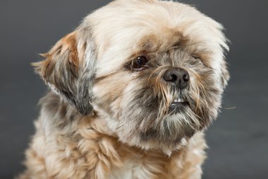 Shih tzu köpek koyu gri arka plan üzerinde.