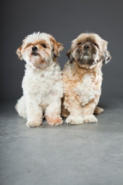gri zemin üzerine iki shih tzu köpek.