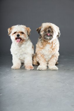 gri zemin üzerine iki shih tzu köpek.