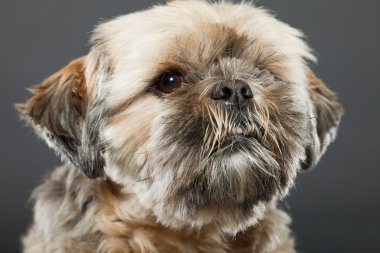 Shih tzu köpek koyu gri arka plan üzerinde.