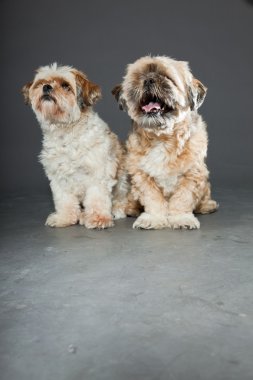 gri zemin üzerine iki shih tzu köpek.