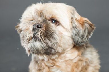 Shih tzu köpek koyu gri arka plan üzerinde.