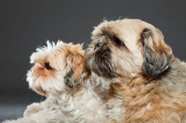 gri zemin üzerine iki shih tzu köpek.