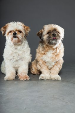 gri zemin üzerine iki shih tzu köpek.