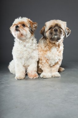 gri zemin üzerine iki shih tzu köpek.