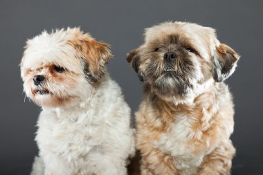 gri zemin üzerine iki shih tzu köpek.