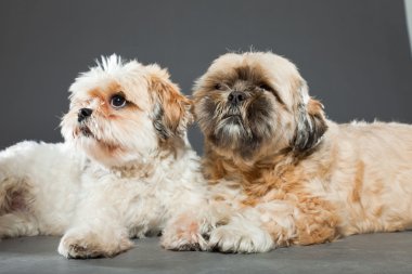 gri zemin üzerine iki shih tzu köpek.