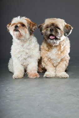 gri zemin üzerine iki shih tzu köpek.
