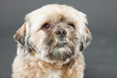 Shih tzu köpek koyu gri arka plan üzerinde.