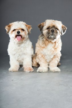 gri zemin üzerine iki shih tzu köpek.