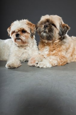 gri zemin üzerine iki shih tzu köpek.