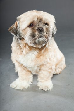 Shih tzu köpek koyu gri arka plan üzerinde.