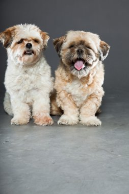 gri zemin üzerine iki shih tzu köpek.