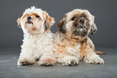 gri zemin üzerine iki shih tzu köpek.
