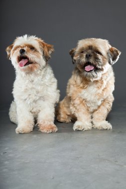 gri zemin üzerine iki shih tzu köpek.