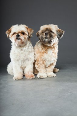 gri zemin üzerine iki shih tzu köpek.