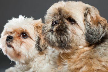 gri zemin üzerine iki shih tzu köpek.