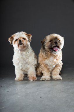 gri zemin üzerine iki shih tzu köpek.