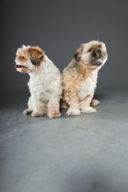 gri zemin üzerine iki shih tzu köpek.