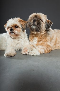 gri zemin üzerine iki shih tzu köpek.