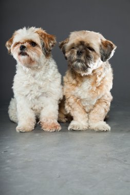gri zemin üzerine iki shih tzu köpek.