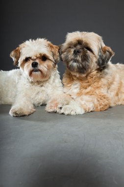 gri zemin üzerine iki shih tzu köpek.