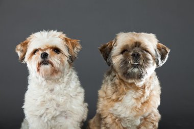 gri zemin üzerine iki shih tzu köpek.