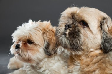 gri zemin üzerine iki shih tzu köpek.