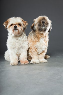 gri zemin üzerine iki shih tzu köpek.