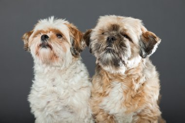 gri zemin üzerine iki shih tzu köpek.