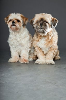 gri zemin üzerine iki shih tzu köpek.