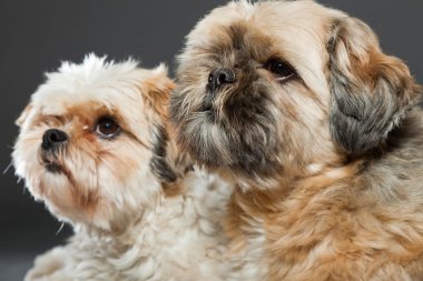 gri zemin üzerine iki shih tzu köpek.