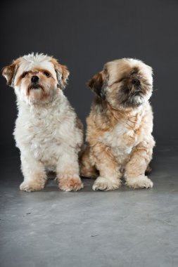 gri zemin üzerine iki shih tzu köpek.