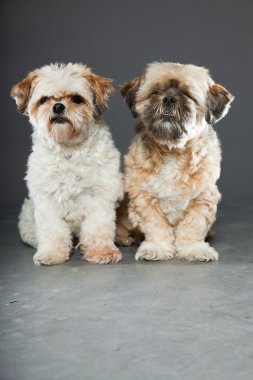 gri zemin üzerine iki shih tzu köpek.