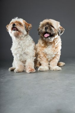 gri zemin üzerine iki shih tzu köpek.