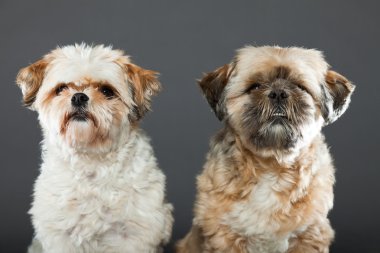 gri zemin üzerine iki shih tzu köpek.