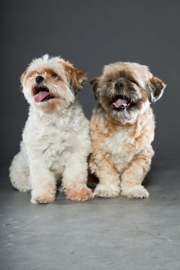 gri zemin üzerine iki shih tzu köpek.