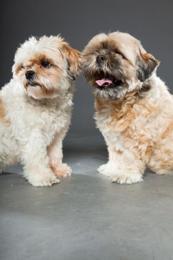 gri zemin üzerine iki shih tzu köpek.