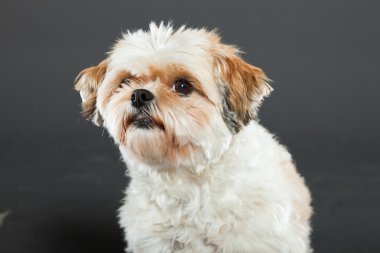 Shih tzu köpek koyu gri arka plan üzerinde.