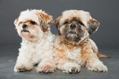 gri zemin üzerine iki shih tzu köpek.