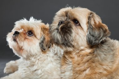 gri zemin üzerine iki shih tzu köpek.