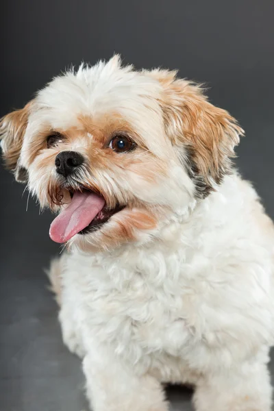 Shih tzu dog on dark grey background. — Stock Photo, Image