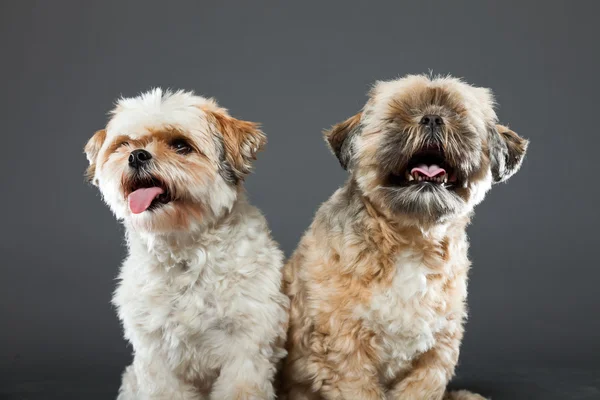 Två shih tzu hundar på grå bakgrund. — Stockfoto