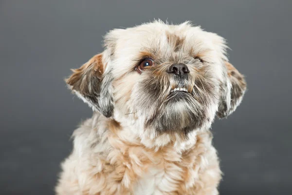 Shih tzu dog on dark grey background. — Stock Photo, Image