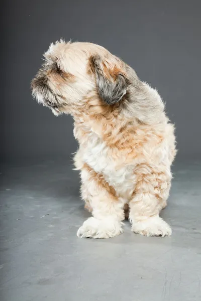 Shih tzu dog on dark grey background. — Stock Photo, Image