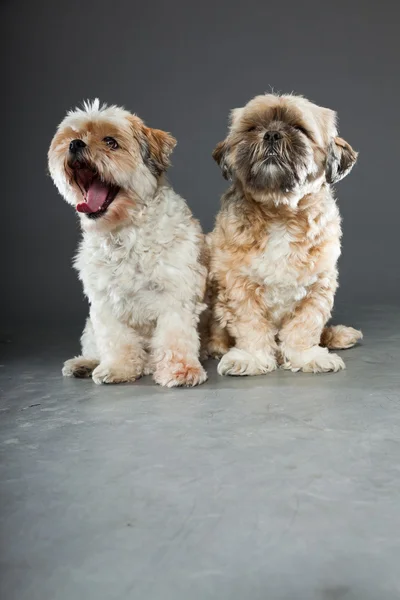 Dois shih tzu cães no fundo cinza . — Fotografia de Stock