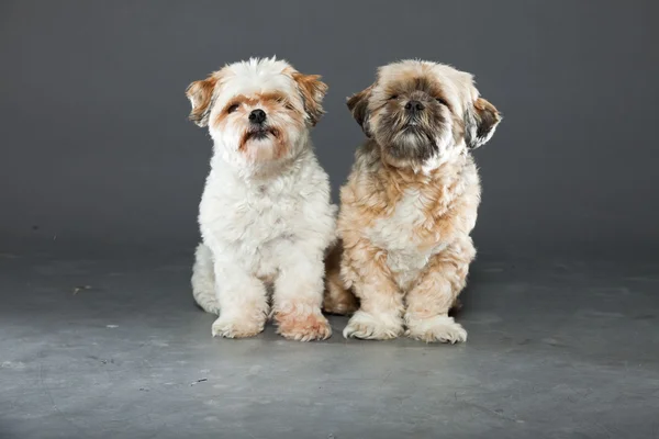 Zwei shih tzu Hunde auf grauem Hintergrund. — Stockfoto