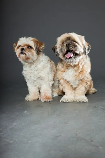 Due cani shih tzu su sfondo grigio . — Foto Stock